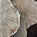 artisanal faïence céramique traditionnel authentique hiver noël unique